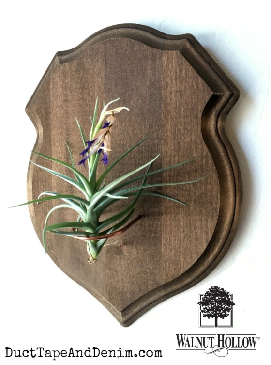 Air plant wall decor planter with Walnut Hollow shield plaque