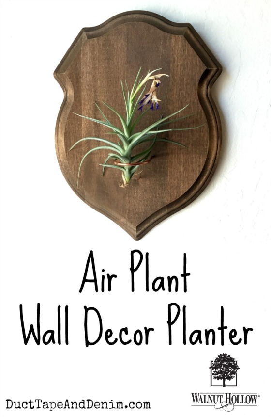 Air plant wall decor planter with Walnut Hollow shield plaque copy
